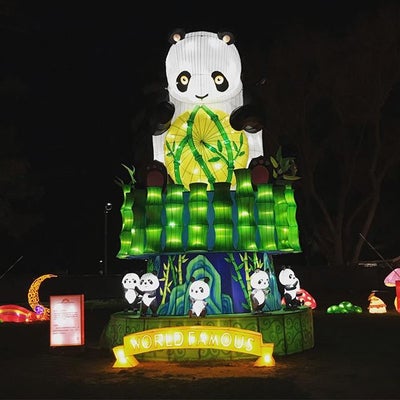 PR219 - Panda Lantern