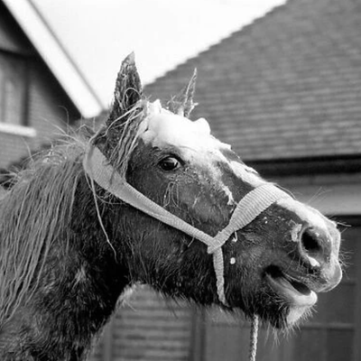cheetle radio 8.11.23...ponies in a mud pit