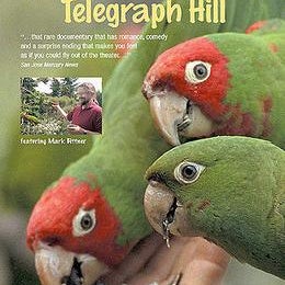 Judy Irving and The Wild Parrots of Telegraph Hill!