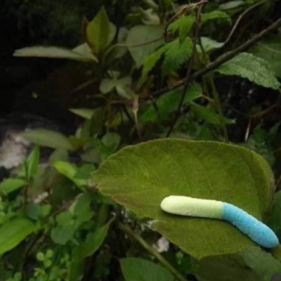54 worm -- IM IN ALABAMA BABY YOOOOO IT'S HOT AS HELL :^(((((((