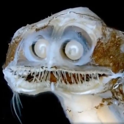 episode two hundred twelve - the telescope fish