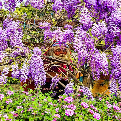 transfiguration #346 the golden boys listen to yacht rock on a yacht mix (holiday in ruins)