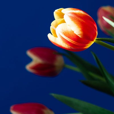 The Monday Lineup #348 feat. a little bit of sunshine