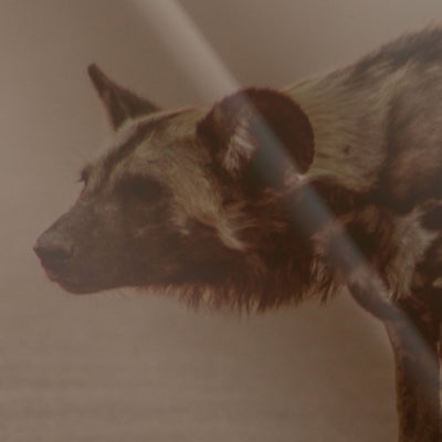 episode two hundred seventeen - response to violence