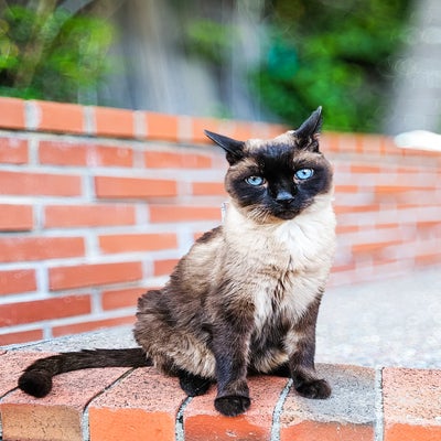 transfiguration #352 it's so hard to say goodbye/girl I'm gonna miss you (holiday in ruins)