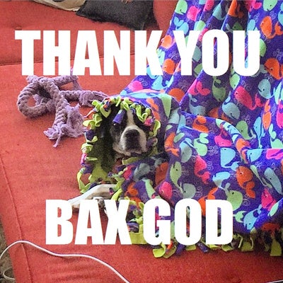 Thank You Bax Dog