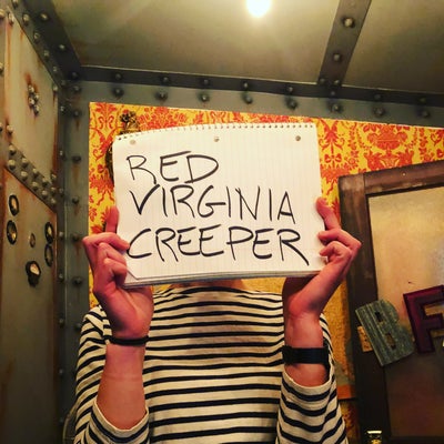 RED VIRGINIA CREEPER